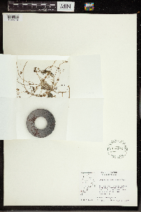 Utricularia intermedia image