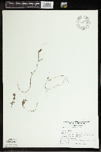 Utricularia intermedia image