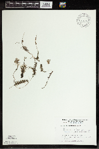 Utricularia intermedia image