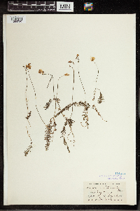 Utricularia intermedia image