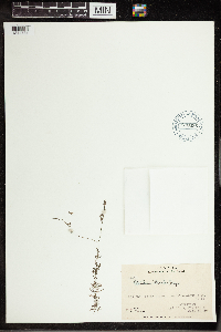 Utricularia intermedia image