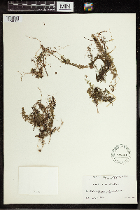 Utricularia intermedia image