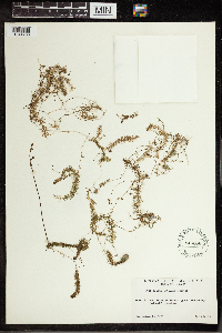 Utricularia intermedia image