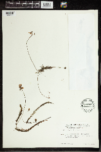 Utricularia intermedia image