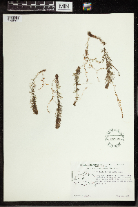 Utricularia intermedia image