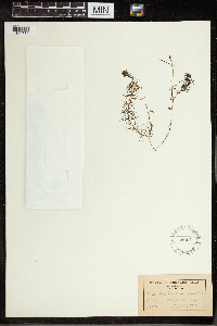 Utricularia intermedia image