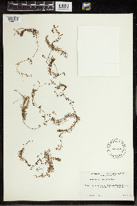 Utricularia intermedia image