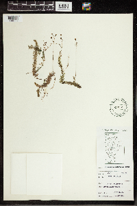 Utricularia intermedia image
