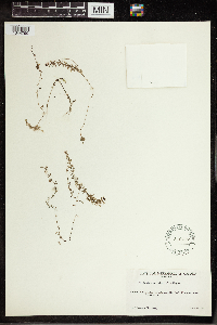 Utricularia intermedia image