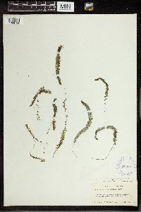 Utricularia intermedia image