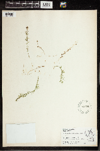 Utricularia intermedia image