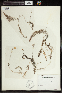Utricularia intermedia image