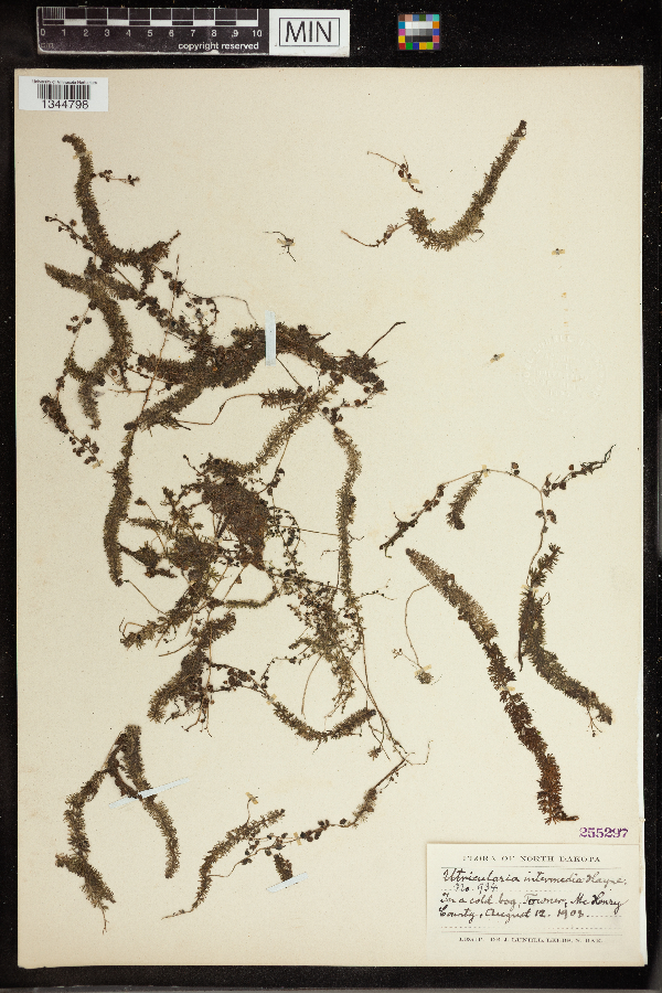 Utricularia intermedia image