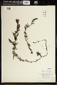 Utricularia vulgaris image