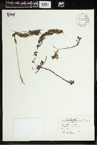 Utricularia vulgaris image