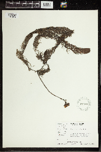 Utricularia vulgaris image