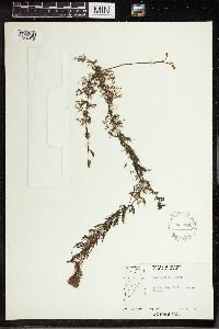 Utricularia vulgaris image