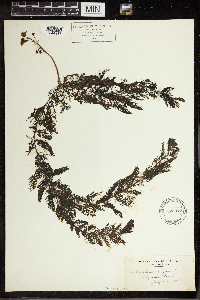 Utricularia vulgaris image