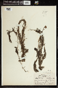 Utricularia vulgaris image