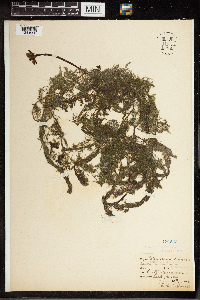 Utricularia vulgaris image