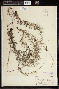 Utricularia vulgaris image