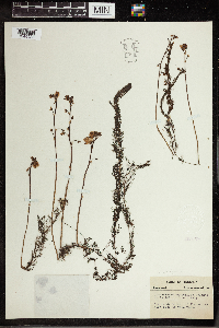 Utricularia vulgaris image