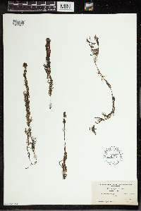 Utricularia vulgaris image
