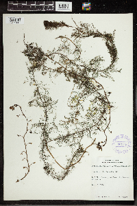 Utricularia vulgaris image