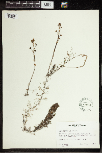 Utricularia vulgaris image