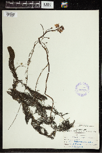 Utricularia vulgaris image
