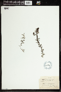 Utricularia vulgaris image