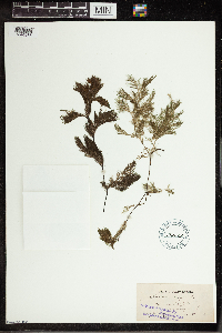 Utricularia vulgaris image