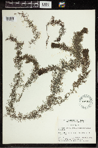 Utricularia vulgaris image