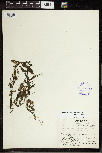 Utricularia vulgaris image