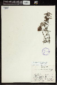 Utricularia vulgaris image