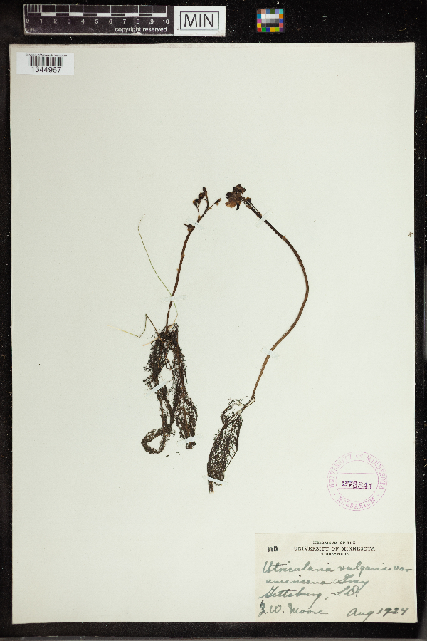 Utricularia vulgaris image