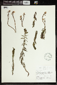 Utricularia vulgaris image