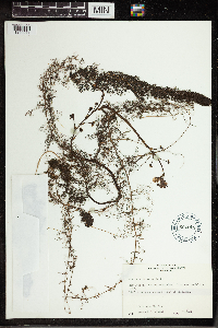 Utricularia vulgaris image