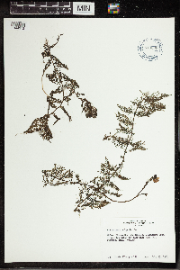 Utricularia vulgaris image