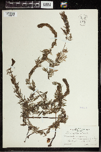 Utricularia vulgaris image