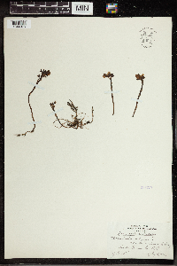 Utricularia vulgaris image