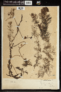 Utricularia vulgaris image