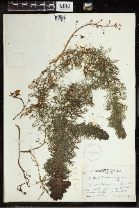Utricularia vulgaris image