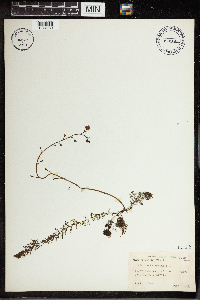 Utricularia vulgaris image