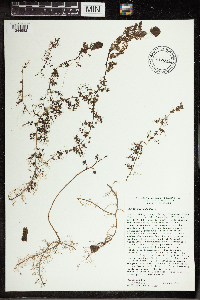Utricularia vulgaris image