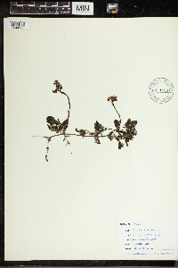 Utricularia vulgaris image