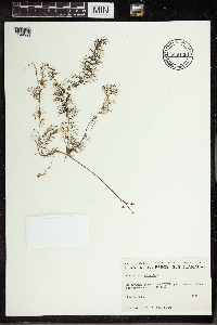 Utricularia vulgaris image