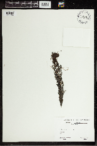 Utricularia vulgaris image