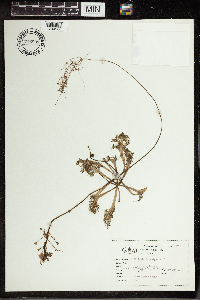 Utricularia vulgaris image