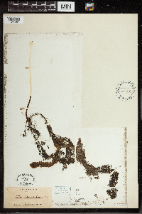 Utricularia vulgaris image